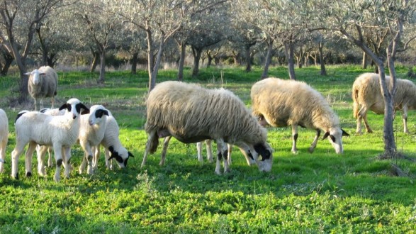 Κρήτη: «Μίλησαν» τα όπλα για κτηνοτροφικές διαφορές - Media