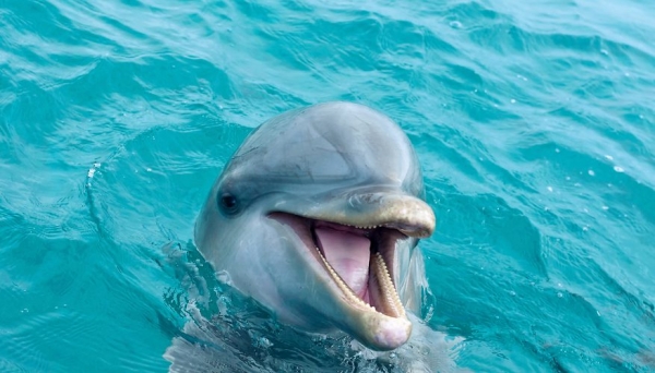 Κολυμπώντας με δεκάδες δελφίνια στον Κορινθιακό (Video) - Media