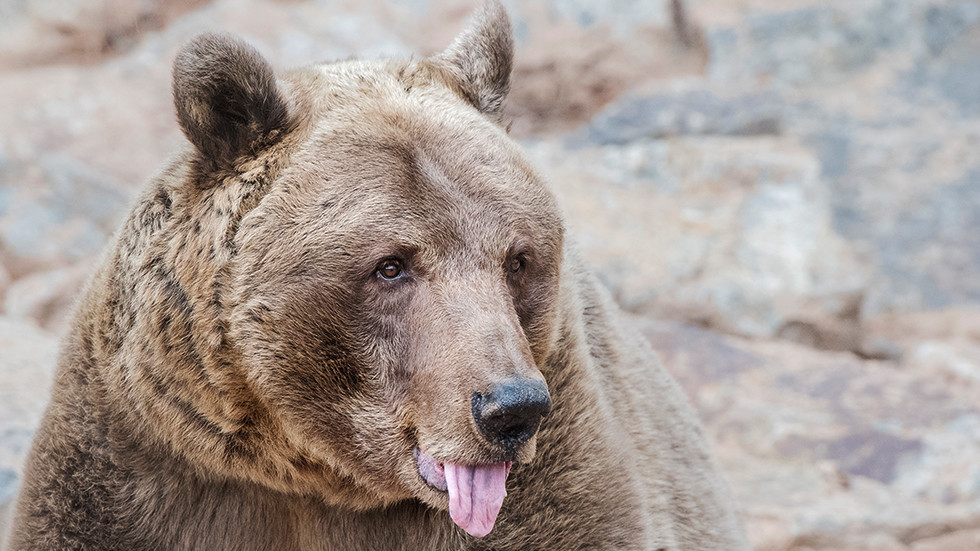 Πολύ… τυχερός για να πεθάνει: Tου επιτέθηκε αρκούδα και έκοψε τη γλώσσα της με τα δόντια του (Photo) - Media