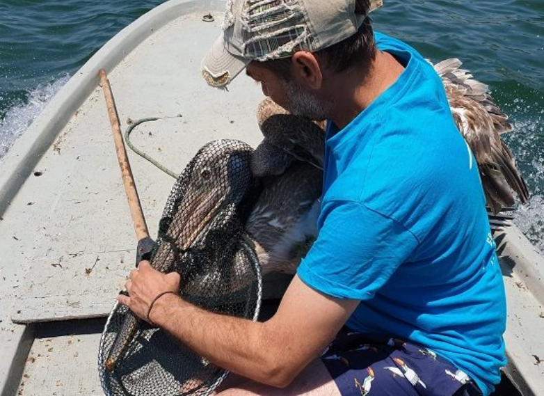 Διάσωση αργυροπελεκάνου στο λιμάνι του Μεσολογγιού (ΦΩΤΟ) - Media