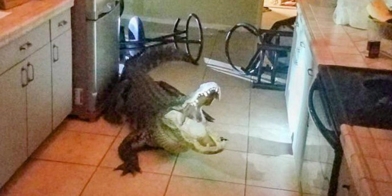 Τεράστιος αλιγάτορας μπούκαρε νυχτιάτικα στην κουζίνα σπιτιού  (Photos) - Media