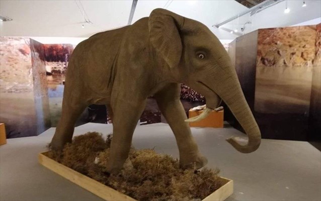 Το Αριστοτέλειο Μουσείο Φυσικής Ιστορίας άνοιξε τις πύλες του - Media