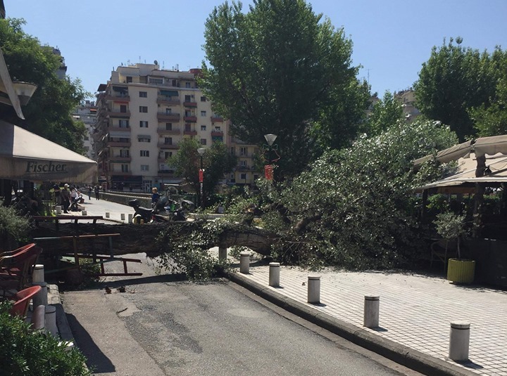Χάος από πτώση δέντρου στο κέντρο της Θεσσαλονίκης - Από θαύμα δεν υπήρξαν θύματα (Video) - Media