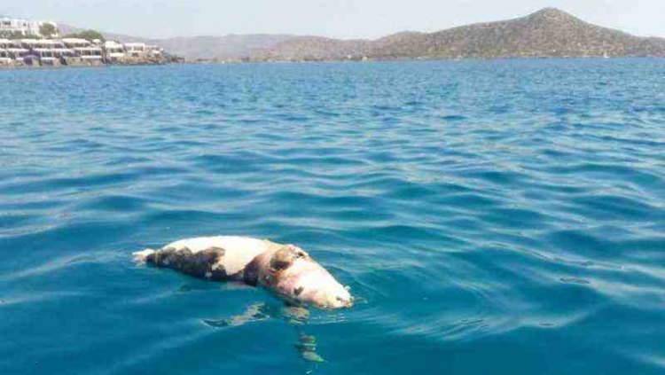 Φώκια έκανε βόλτες στην Τήνο – Τράβηξε την προσοχή όλων στο λιμάνι (Photo) - Media
