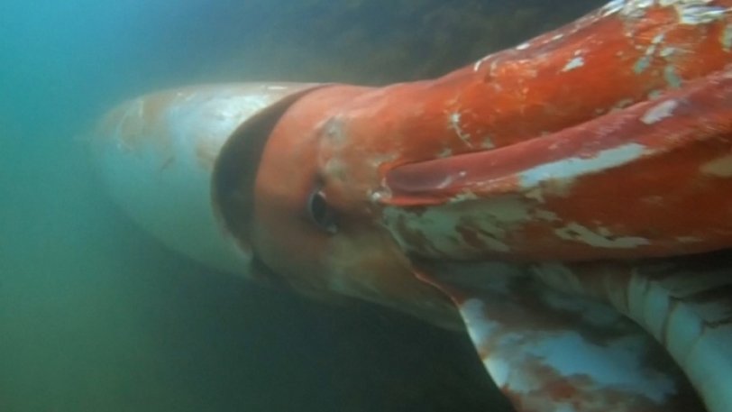 Σπάνιο, γιγαντιαίο καλαμάρι τρομάζει τους επιστήμονες στα βάθη του Ατλαντικού (Photos /Videos) - Media