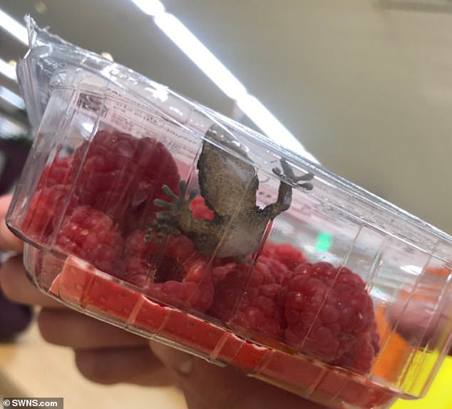 Πήγε στο σούπερ μάρκετ να πάρει φρούτα και μέσα στα μούρα βρήκε μια… σαύρα (Photos/Video)    - Media