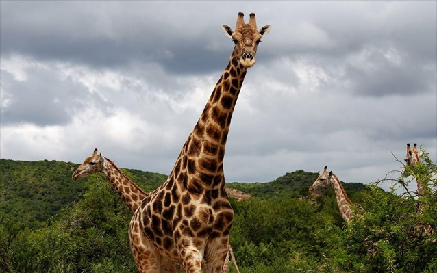 Φρικτός θάνατος για δύο καμηλοπαρδάλεις: Σε αλεξικέραυνο μετατράπηκε ο λαιμός τους - Media