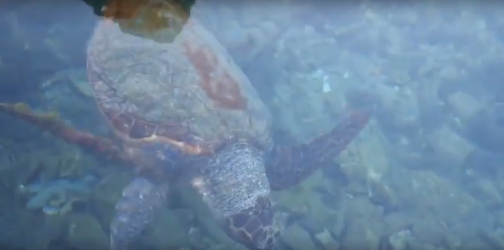 Ψεύτικη η καταγγελία για τη χελώνα στο Καστελόριζο και τον Μητσοτάκη (Video) - Media