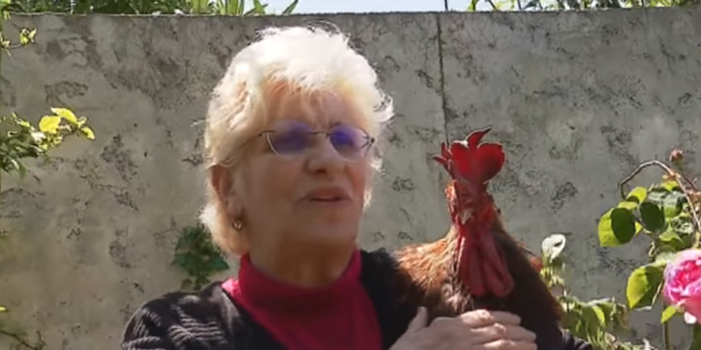 Κόκορας στο... εδώλιο του κατηγορουμένου - Eνοχλεί τους γείτονες (Video) - Media