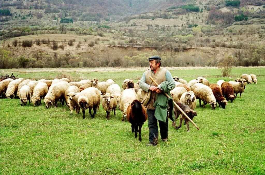 Το σχέδιο ενίσχυσης των κτηνοτρόφων - Οι βασικοί άξονες - Media