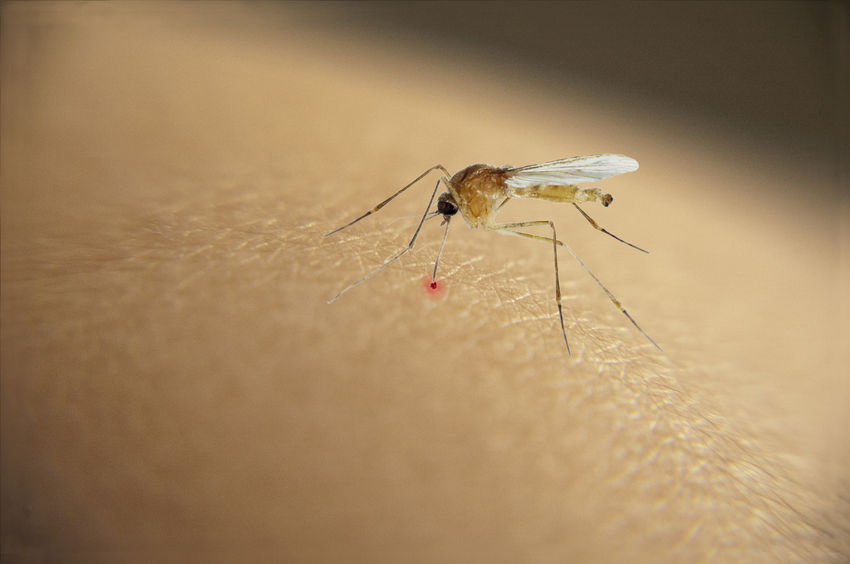 Κουνούπια: Πώς «μυρίζουν» τον ιδρώτα μας (και πώς να τα σταματήσετε) - Media