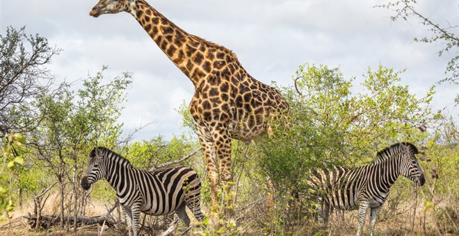 H Ναμίμπια πουλάει άγρια ζώα για το… καλό τους - Media