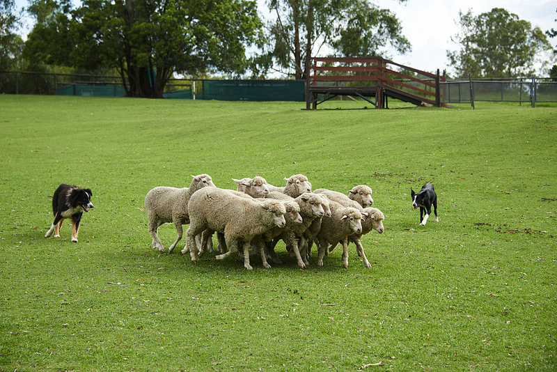 Θεσσαλονίκη: Στη φυλακή οι κυνηγοί που δηλητηρίασαν επτά σκυλιά – Τα τάισαν λουκάνικα εμποτισμένα με «φόλες» - Media