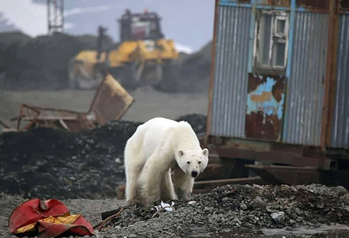 Τι απέγινε η πολική αρκούδα στο Νορίλσκ της Σιβηρίας; (Video) - Media