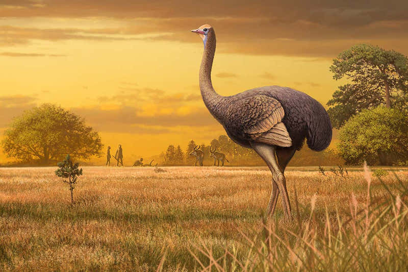 Το μεγαλύτερο πουλί που πάτησε στη Γη - Δεν μπορούσε να πετάξει, ζύγισε 450 κιλά  - Media