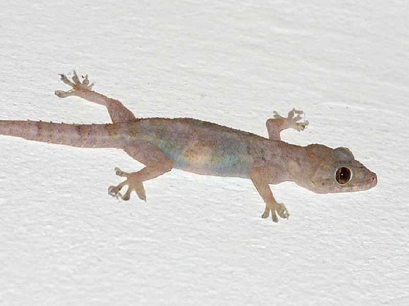 Πονούσε το αυτί της, πήγε στο νοσοκομείο, της έβγαλαν μια... σαύρα (Photo) - Media