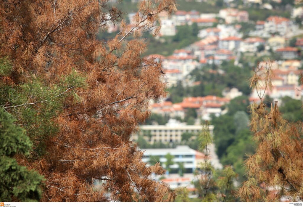 Ξεκίνησαν να κόβουν δέντρα στο Σέιχ Σου - Για να σωθεί το δάσος - Media