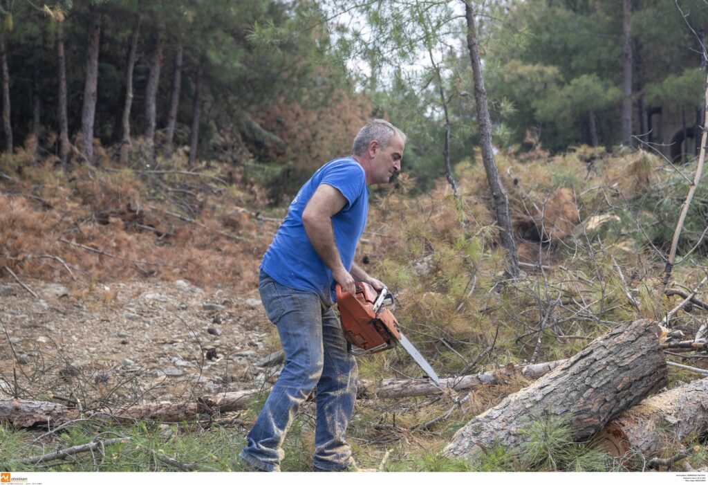 Από το 2017 καταστρέφει το Σέιχ Σου το φλοιοφάγο έντομο - Τεράστια καταστροφή - Media