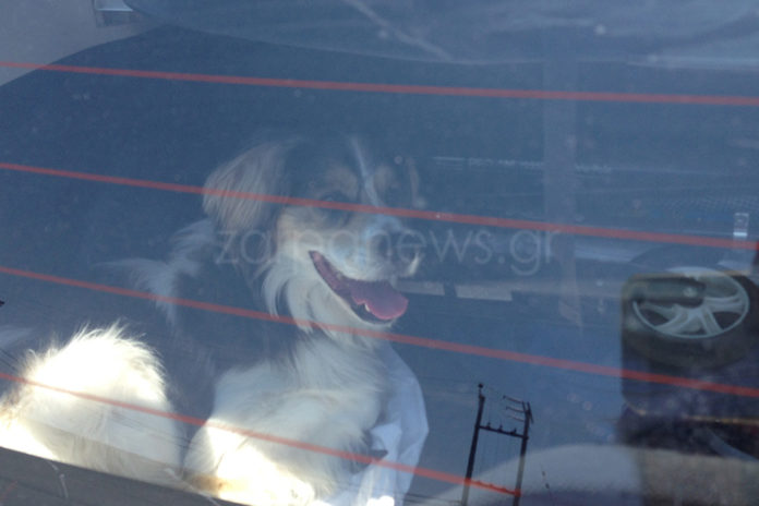 Χανιά: Άφησαν το σκύλο να ψήνεται στο πορτ-μπαγκαζ και πήγαν για ψώνια (Photo) - Media