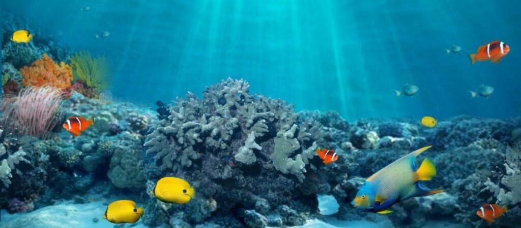 H άνοδος της θερμοκρασίας απειλεί το 17% της ζωής στους ωκεανούς  - Media