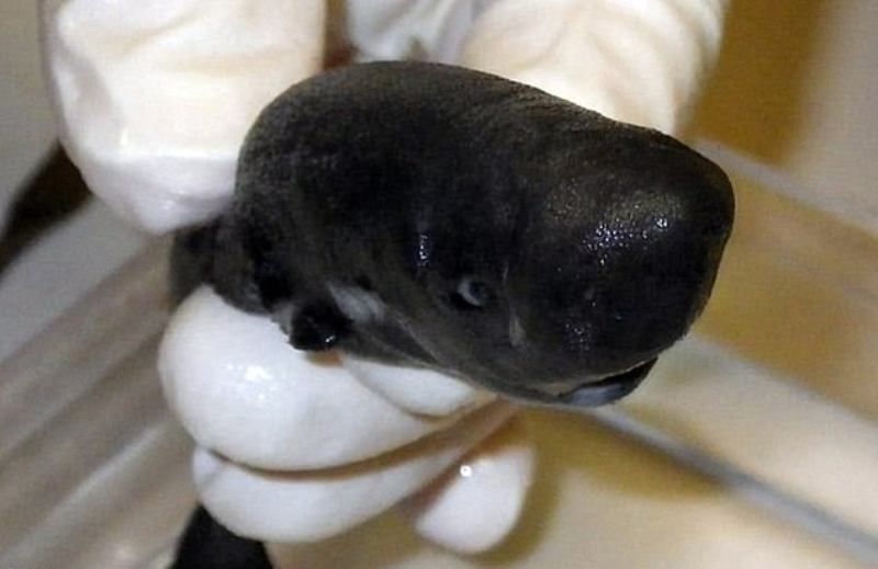 Κι όμως, μπορεί να υπάρξει και χαριτωμένος καρχαρίας: Αυτό είναι το... «φωσφοριζέ» σκυλόψαρο (Photos) - Media