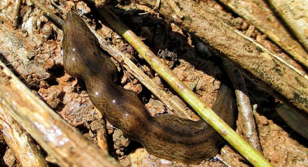 Αυτό είναι το σαρκοφάγο «σκουλήκι» που απειλεί να καταστρέψει το οικοσύστημα της Ευρώπης - Γιατί το βάφτισαν «Ομπάμα» (Photo) - Media