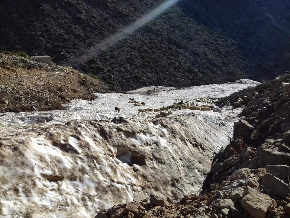 Απίστευτο και όμως αληθινό: Στα Λευκά Όρη αιγοπρόβατα δροσίζονται στο παγωμένο χιόνι! (Photo) - Media