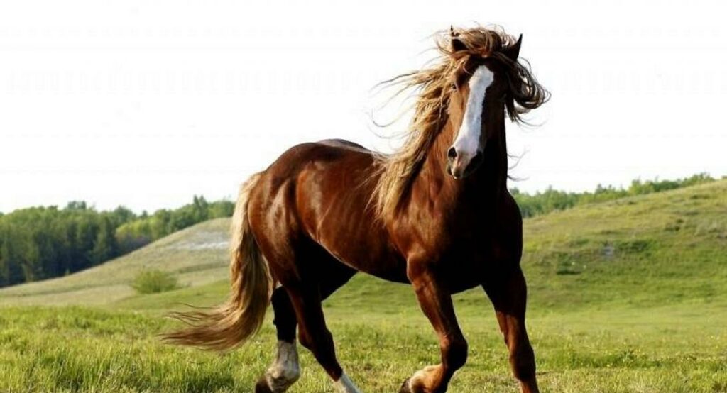 Άλογο «έκοβε βόλτες» σε δρόμους της Θεσσαλονίκης! - Media