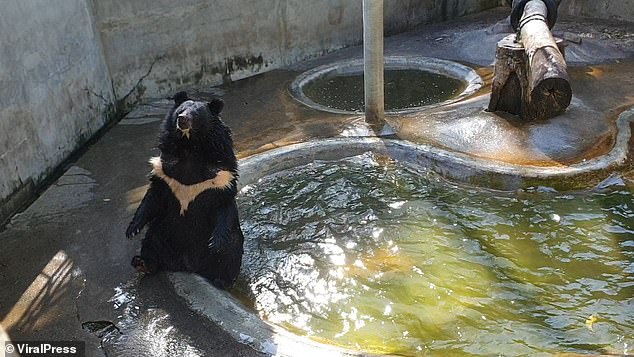 Αξιαγάπητη αρκούδα δροσίζεται σαν άνθρωπος στην πισίνα (Video) - Media
