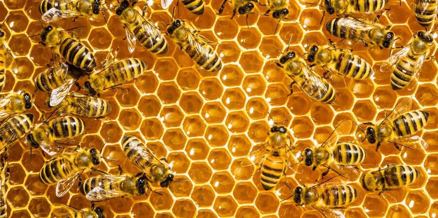 «Κραυγή» απόγνωσης από μελισσοκόμους: Ισχυρά δηλητήρια στις καλλιέργειες – Αν χαθεί η μέλισσα, τελειώσαμε! - Media