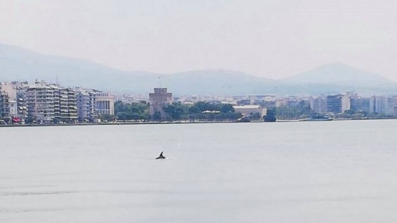 Πανέμορφο θέαμα στη Θεσσαλονίκη: Δελφίνια έκαναν βόλτα στον Θερμαϊκό κόλπο (Video) - Media