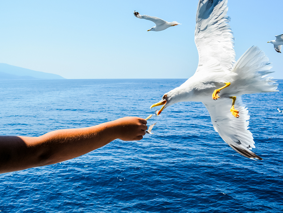 Οι επιστήμονες προειδοποιούν: Οι γλάροι της Αυστραλίας μεταφέρουν βακτήρια ανθεκτικά στα φάρμακα - Media