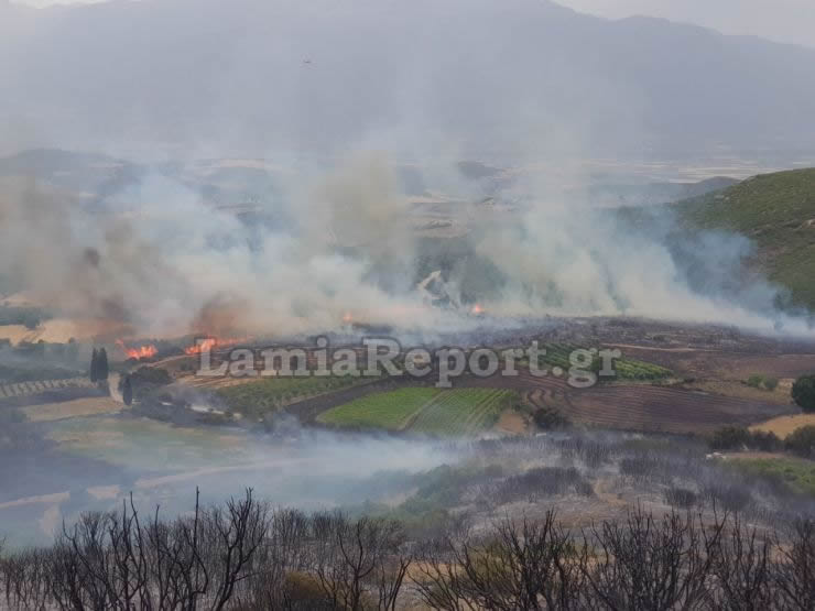 Ανεξέλεγκτες οι μεγάλες πυρκαγιές στη Φθιώτιδα - Στις αυλές των σπιτιών έφτασαν οι φλόγες στη Δίβρη (Photos) - Media Gallery 5