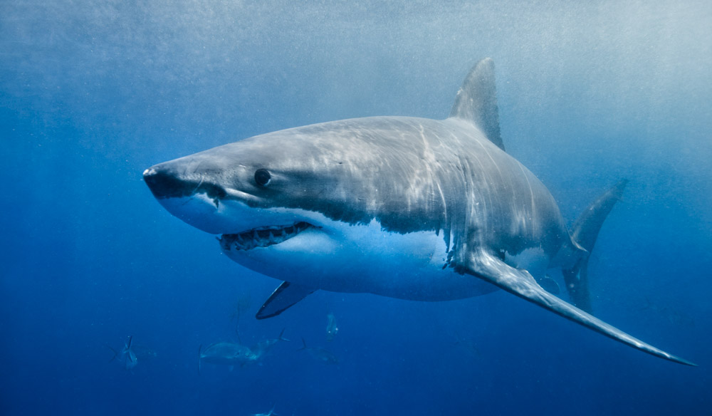Στα σαγόνια του μεγαλύτερου λευκού καρχαρία (Video) - Media