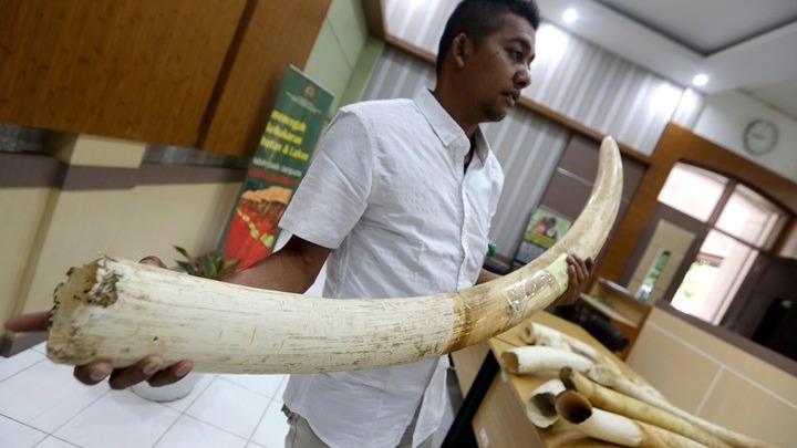 Κατάσχεση – ρεκόρ: 8,8 τόνοι ελεφαντόδοντου από παράνομο κυνήγι 300 ελεφάντων  - Media
