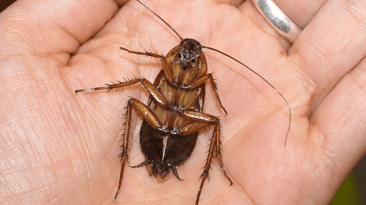 Οι κατσαρίδες έρχονται και είναι ανίκητες – Δεν τους κάνουν τίποτε τα εντομοκτόνα και είναι θέμα χρόνου να γίνουν ασταμάτητες - Media