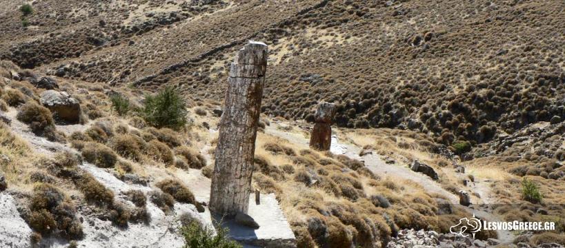 Έφευγε από τη Μυτιλήνη με θραύσματα του απολιθωμένου δάσους στις αποσκευές του - Media