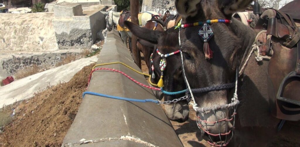 Διεθνής διασυρμός για τα γαϊδουράκια της Σαντορίνης: «Σου ραγίζει την καρδιά» - Media