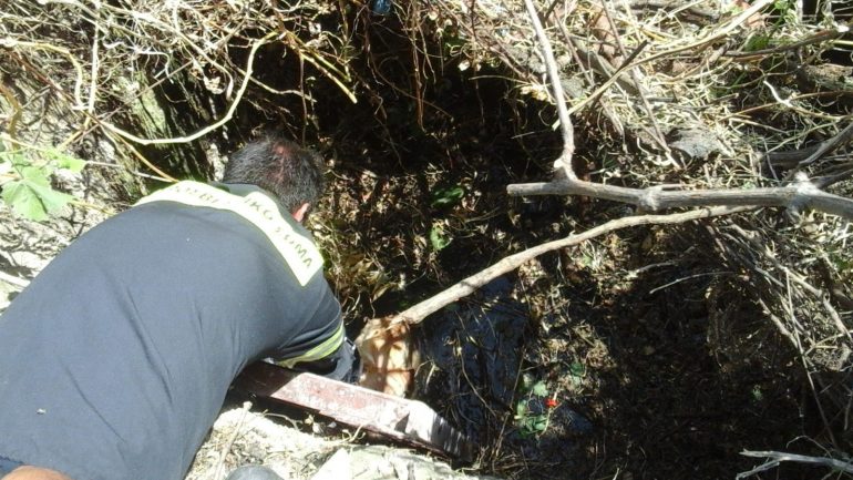 Πυροσβέστες έσωσαν σκύλο που έπεσε σε πηγάδι - Media