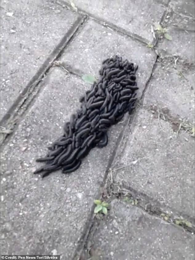 Είδε αυτό το παράξενο ον στο δρόμο για το σπίτι του – Φαντάζεστε τι είναι;  - Media