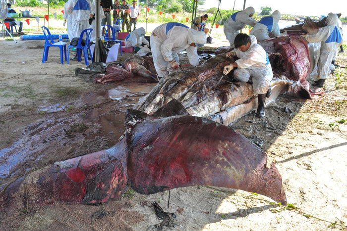 Διεθνής κατακραυγή για την Ιαπωνία - Σκοτώνει φάλαινες για εμπορικούς λόγους (Photos)  - Media