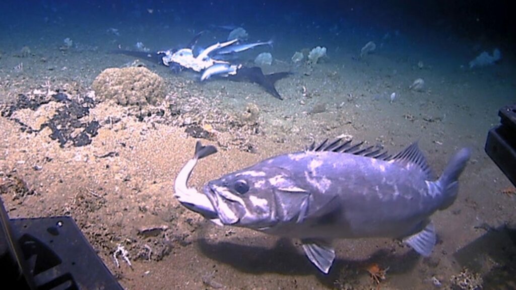 Όταν ο «κυνηγός» γίνεται «τροφή» - Τεράστιο ψάρι καταβροχθίζει καρχαρία (Video) - Media