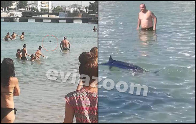 Ξιφίας εμφανίζεται σε πλαζ της Χαλκίδας, βασανίζεται μέχρι θανάτου από νεαρούς λουόμενους (Video) - Media