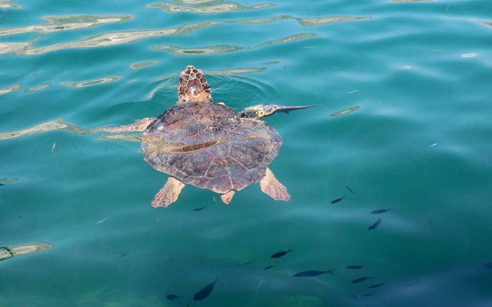Κρήτη: Θαλάσσια χελώνα βρέθηκε νεκρή με πετονιά τυλιγμένη στο λαιμό  - Media