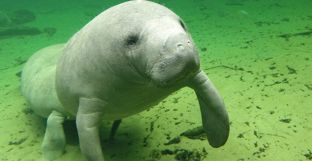 Στη «ζυγαριά» των επιχειρηματικών κερδών βάζει η κυβέρνηση Τραμπ την προστασία ευάλωτων ειδών - Media