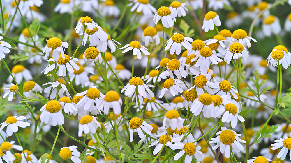 Το λουλούδι που μπορεί να νικήσει τον καρκίνο - Media