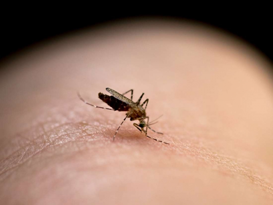 Το μυστικό για να μην σας τσιμπούν τα κουνούπια - Media