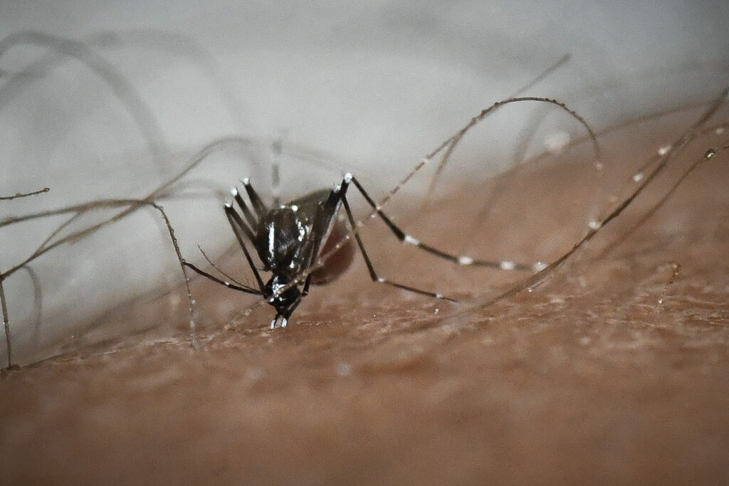 Ιός του Δυτικού Νείλου: Πρέπει να μάθουμε να ζούμε με τα κουνούπια - Τα μέτρα προστασίας - Media