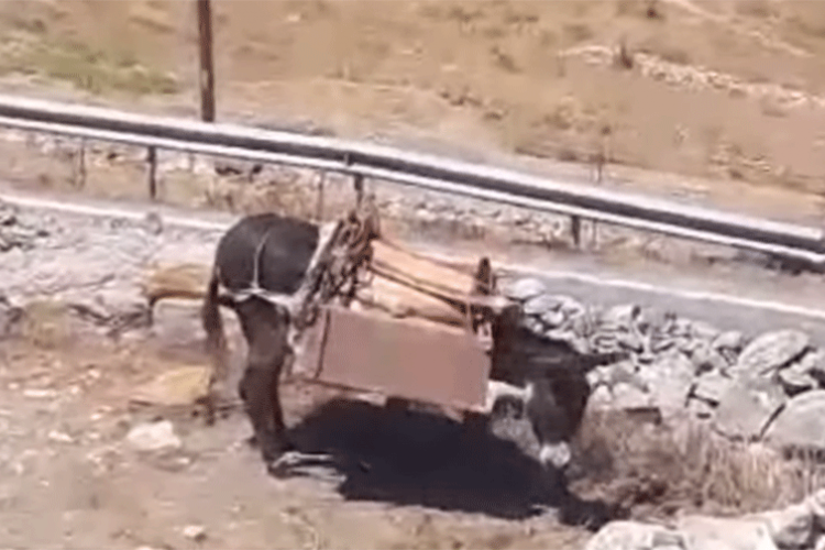 Καταγγελία: Κακοποιούν γαϊδουράκι στην Αμοργό (Video) - Media