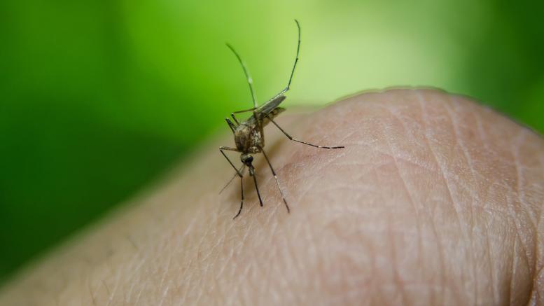 Ιός του Δυτικού Νείλου: Ανησυχία του ΙΣΑ για τα κρούσματα  - Αυτά είναι τα ατομικά μέτρα προστασίας από τα κουνούπια - Media